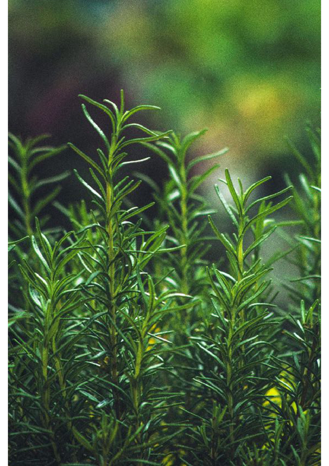 Science behind Rosemary